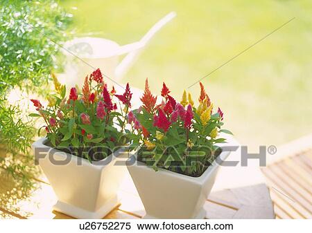Stock Photography - Flower Pot in Garden, High Angle View, Close Up, Differential Focus, In Focus, Out Focus. Fotosearch