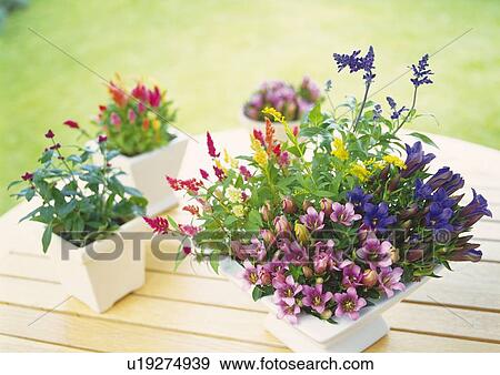 Flower Pot on Table, High Angle View, Differential Focus, In Focus, Out Focus View Large Photo Image Stock Photo - Flower Pot on Table, High Angle View, Differential Focus, In Focus, Out Focus. Fotosearch