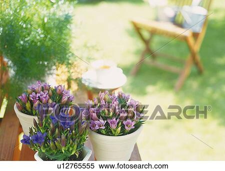 Stock Photography - Flower Pot on Table, High Angle View, Differential Focus, In Focus, Out Focus. Fotosearch