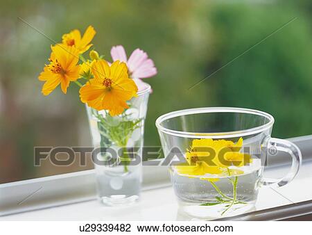 Stock Image - Flowers in Cup and Glass, Side View, Close Up, Differential Focus, In Focus, Out Focus. Fotosearch