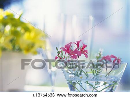Flowers in Glass, Close Up, Differential Focus, In Focus, Out Focus View Large Photo Image Stock Image - Flowers in Glass, Close Up, Differential Focus, In Focus, Out Focus. Fotosearch