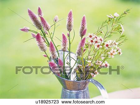 Stock Image - Flowers in Metal Pitcher, Close Up, Differential Focus, In Focus, Out Focus. Fotosearch
