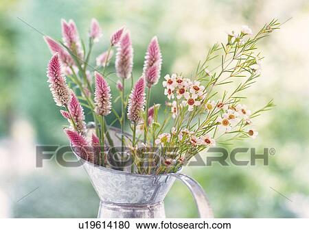 Stock Image - Flowers in Metal Pitcher, Close Up, Differential Focus, In Focus, Out Focus. Fotosearch