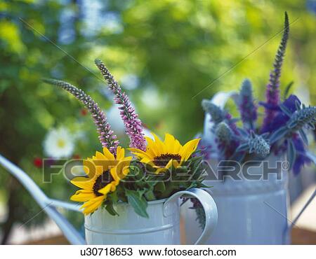 Stock Image - Flowers in Metal Watering Can, Close Up, Differential Focus, In Focus, Out Focus. Fotosearch