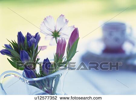 Stock Image - Flowers in Pitcher, Close Up, Differential Focus, In Focus, Out Focus. Fotosearch