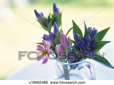 Flowers in Pitcher, Close Up, Differential Focus, In Focus, Out Focus View Large Photo Image Stock Photograph - Flowers in Pitcher, Close Up, Differential Focus, In Focus, Out Focus. Fotosearch