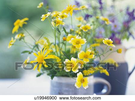 Stock Image - Flowers in Pitchers, Close Up, Differential Focus, In Focus, Out Focus. Fotosearch
