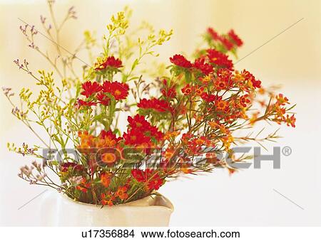 Picture - Flowers in Vase, Close Up, Differential Focus, In Focus, Out Focus. Fotosearch