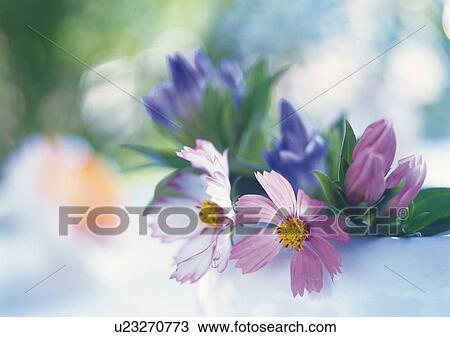 Stock Image - Flowers in Vase, Close Up, Differential Focus, In Focus, Out Focus. Fotosearch