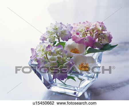 Flowers in Vase, Close Up, High angle View, Differential Focus, In Focus, Out Focus View Large Photo Image Stock Image - Flowers in Vase, Close Up, High angle View, Differential Focus, In Focus, Out Focus. Fotosearch