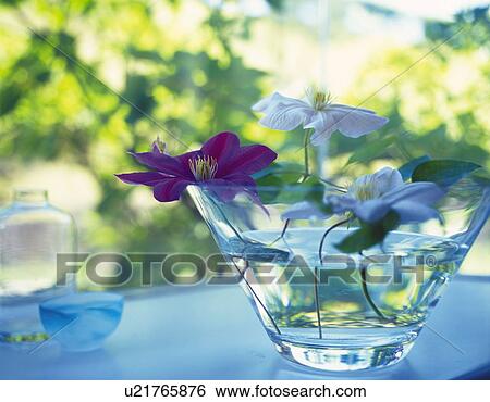 Stock Photograph - Flowers in Vase, Front View, Close Up, Differential Focus, In Focus, Out Focus. Fotosearch