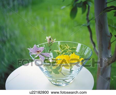 Flowers in Vase, High Angle View, Close Up, Differential Focus, In Focus, Out Focus View Large Photo Image Stock Image - Flowers in Vase, High Angle View, Close Up, Differential Focus, In Focus, Out Focus. Fotosearch