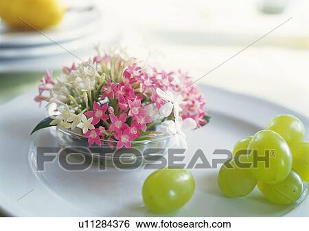 Grape and Flower on Dish, Close Up, Differential Focus, In Focus, Out Focus View Large Photo Image Stock Photograph - Grape and Flower on Dish, Close Up, Differential Focus, In Focus, Out Focus. Fotosearch