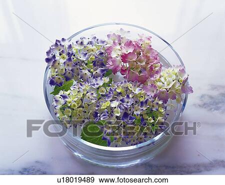 Hydrangea in Flat Vase, Close Up, High Angle View View Large Photo Image Stock Photo - Hydrangea in Flat Vase, Close Up, High Angle View. Fotosearch