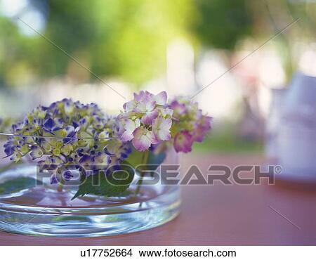 Picture - Hydrangea in Flat Vase, Close Up, Differential Focus, In Focus, Out Focus. Fotosearch