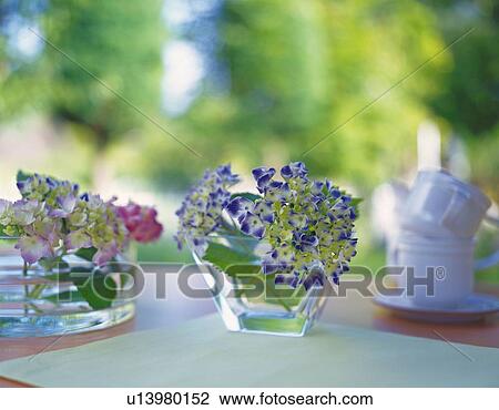 Hydrangea in Vase, Front View, Close Up, Differential Focus, In Focus, Out Focus View Large Photo Image Stock Image - Hydrangea in Vase, Front View, Close Up, Differential Focus, In Focus, Out Focus. Fotosearch
