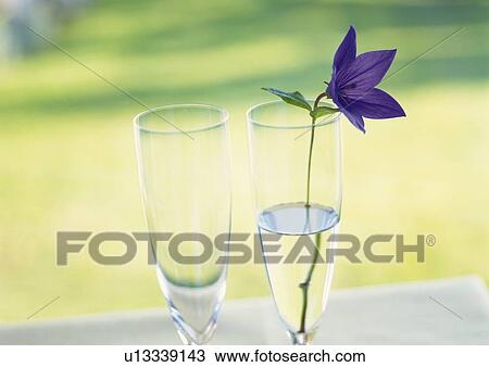 Japanese Bellflower in Glass, High Angle View, Close Up, Differential Focus, In Focus, Out Focus View Large Photo Image Stock Image - Japanese Bellflower in Glass, High Angle View, Close Up, Differential Focus, In Focus, Out Focus. Fotosearch
