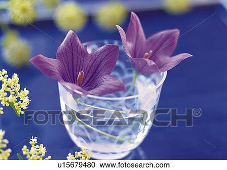 Japanese Bellflower in Glass, High Angle View, Close Up, Differential Focus, In Focus, Out Focus View Large Photo Image Stock Image - Japanese Bellflower in Glass, High Angle View, Close Up, Differential Focus, In Focus, Out Focus. Fotosearch