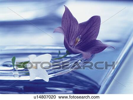 Japanese Bellflower on Dish, Close Up, Differential Focus, In Focus, Out Focus View Large Photo Image Stock Image - Japanese Bellflower on Dish, Close Up, Differential Focus, In Focus, Out Focus. Fotosearch
