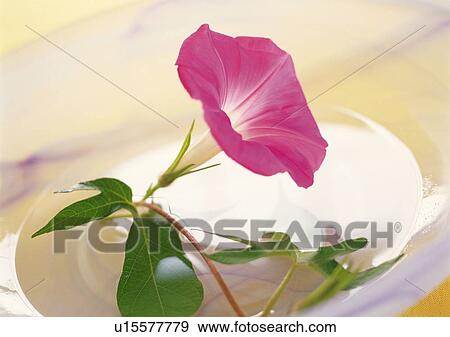 Morning Glory Cut in Bowl, High Angle View, Close Up, Differential Focus, In Focus, Out Focus View Large Photo Image Stock Photo - Morning Glory Cut in Bowl, High Angle View, Close Up, Differential Focus, In Focus, Out Focus. Fotosearch