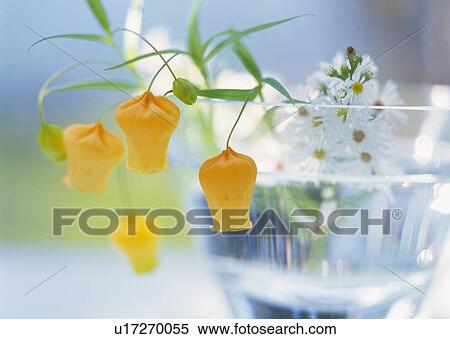 Orange and White Flowers in Glass, Close Up, Differential Focus, In Focus, Out Focus View Large Photo Image Stock Photography - Orange and White Flowers in Glass, Close Up, Differential Focus, In Focus, Out Focus. Fotosearch