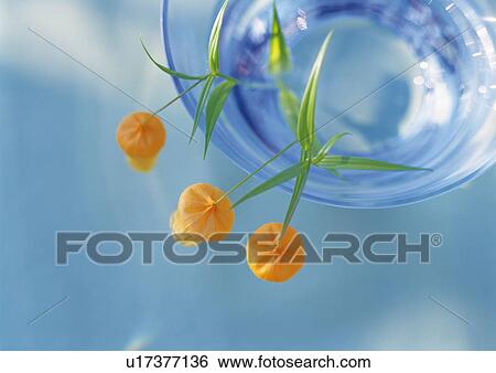 Stock Photograph - Orange Flowers in Glass, High Angle View, Close Up, Differential Focus, In Focus, Out Focus. Fotosearch
