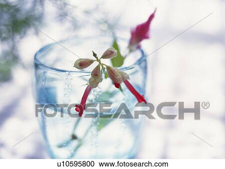 Red Flower in Glass, High Angle View, Close Up, Differential Focus, In Focus, Out Focus View Large Photo Image Stock Image - Red Flower in Glass, High Angle View, Close Up, Differential Focus, In Focus, Out Focus. Fotosearch