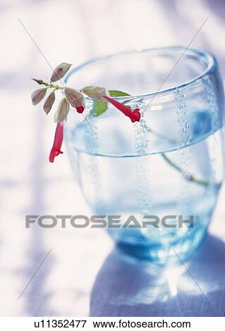 Single Flower in Glass, High Angle View, Close Up, Differential Focus, In Focus, Out Focus View Large Photo Image Stock Photo - Single Flower in Glass, High Angle View, Close Up, Differential Focus, In Focus, Out Focus. Fotosearch