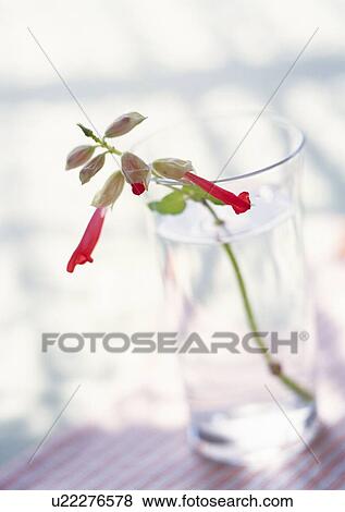 Stock Photo - Single Flower in Glass, High Angle View, Close Up, Differential Focus, In Focus, Out Focus. Fotosearch