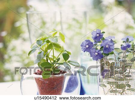 Stock Image - Small Plant in Pot and Purple Flower in Glass, Close Up, Differential Focus, In Focus, Out Focus. Fotosearch