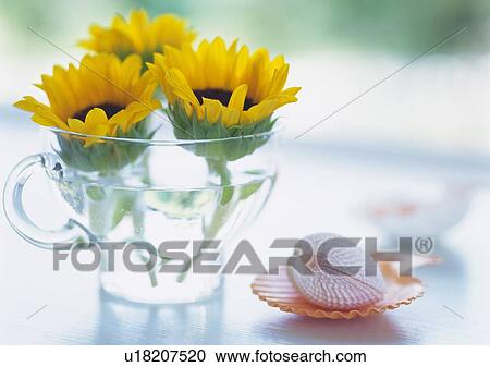 Sunflower in Cup, Front View, Close Up, Differential Focus, In Focus, Out Focus View Large Photo Image Stock Image - Sunflower in Cup, Front View, Close Up, Differential Focus, In Focus, Out Focus. Fotosearch