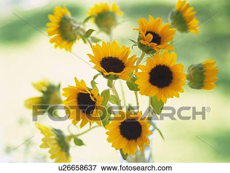 Stock Photo - Sunflowers, Close Up, Differential Focus, In Focus, Out Focus. Fotosearch