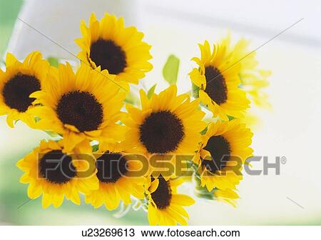 Stock Image - Sunflowers, Close Up, High Angle View, Differential Focus, In Focus, Out Focus. Fotosearch