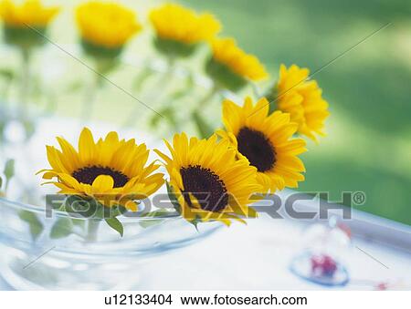 Sunflowers in Bowl, High Angle View, Close Up, Differential Focus, In Focus, Out Focus View Large Photo Image Picture - Sunflowers in Bowl, High Angle View, Close Up, Differential Focus, In Focus, Out Focus. Fotosearch