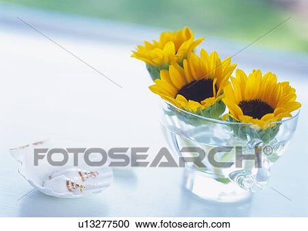 Stock Image - Sunflowers in Cup, High Angle View, Close Up, Differential Focus, In Focus, Out Focus. Fotosearch