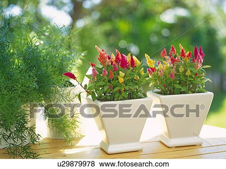 Two Flower Pots, Side View, Close Up, Differential Focus, In Focus, Out Focus View Large Photo Image Stock Photo - Two Flower Pots, Side View, Close Up, Differential Focus, In Focus, Out Focus. Fotosearch