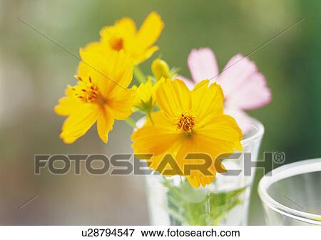 Stock Photo - Yellow and Pink Cosmos in Glass, Close Up, Differential Focus, In Focus, Out Focus. Fotosearch