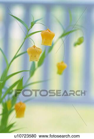 Stock Image - Yellow Flower, Close Up, Differential Focus, In Focus, Out Focus. Fotosearch