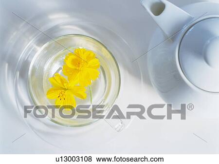 Yellow Flower in Teacup, High Angle View, Close Up View Large Photo Image Stock Photo - Yellow Flower in Teacup, High Angle View, Close Up. Fotosearch