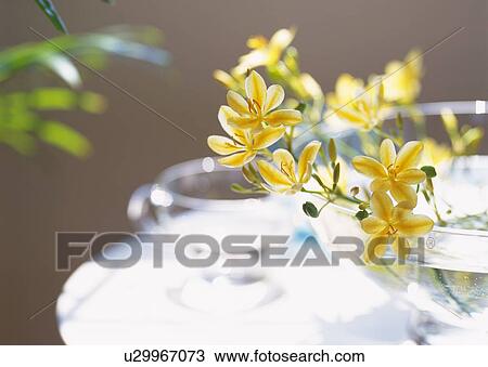 Stock Image - Yellow Flower in Vase, Close Up, Differential Focus, In Focus, Out Focus. Fotosearch