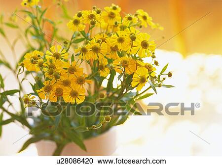 Stock Image - Yellow Flowers in Vase, High Angle View, Close Up, Differential Focus, In Focus, Out Focus. Fotosearch
