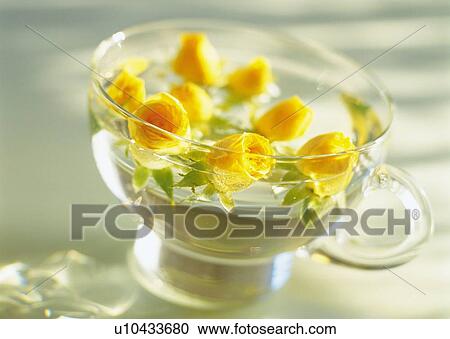 Yellow Rose Floating in Cup, High Angle View, Close Up, Differential Focus, In Focus, Out Focus View Large Photo Image Stock Image - Yellow Rose Floating in Cup, High Angle View, Close Up, Differential Focus, In Focus, Out Focus. Fotosearch