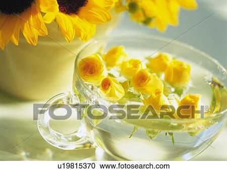 Stock Image - Yellow Rose Floating in Cup, High Angle View, Close Up, Differential Focus, In Focus, Out Focus. Fotosearch