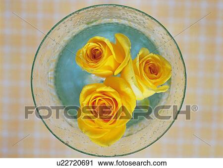 Yellow Rose Floating in Vase, Close Up, High Angle View View Large Photo Image Stock Image - Yellow Rose Floating in Vase, Close Up, High Angle View. Fotosearch