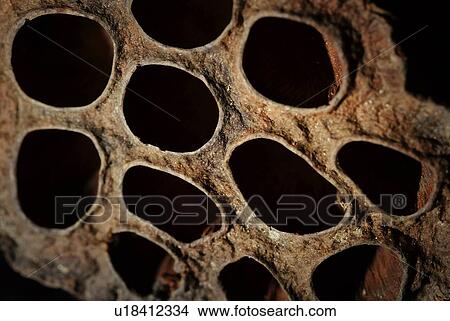 Picture - Dried Lotus Root, Close Up. Fotosearch