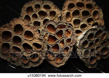Dried Lotus Root View Large Photo Image Picture - Dried Lotus Root. Fotosearch