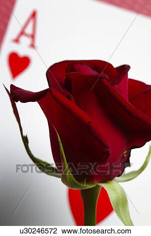 Red Rose and Ace of Hearts, Close Up, Differential Focus View Large Photo Image Stock Image - Red Rose and Ace of Hearts, Close Up, Differential Focus. Fotosearch