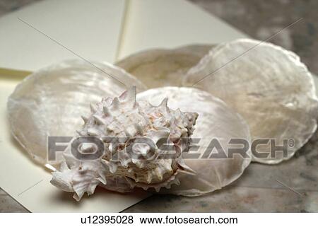 Stock Photo - Seashells, High Angle View, Differential Focus. Fotosearch