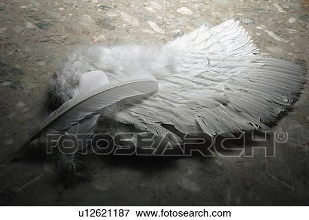 Stock Photo - White Wings and Feathers, High Angle View. Fotosearch
