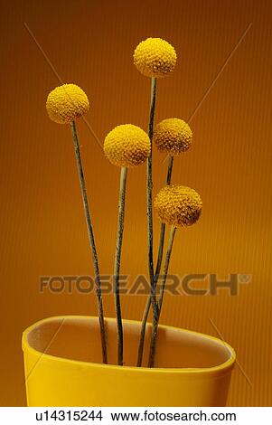 Yellow Flower Growing in a Boot, High Angle View View Large Photo Image Picture - Yellow Flower Growing in a Boot, High Angle View. Fotosearch